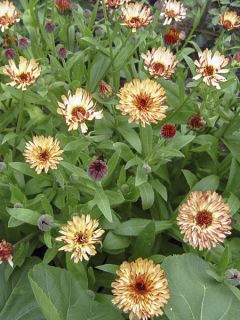 Souci des jardins 'Sunny Girl'