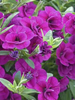 Mini pétunia 'Can-Can Rosies Magenta'