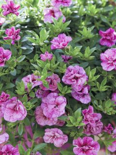 Mini pétunia 'Can-Can Rosies Pink Vein'