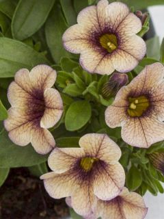 Calibrachoa Sweet Bells Cappuccino Compact