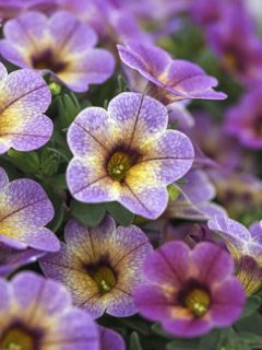 Calibrachoa Chamaeleon Blueberry Scone - Mini-pétunia