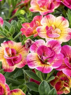 Calibrachoa Chamaeleon Double Pink Yellow - Mini-pétunia