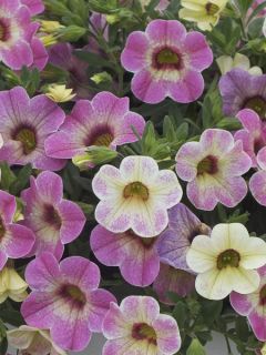 Calibrachoa Chamaeleon Pink Passion - Mini-pétunia.