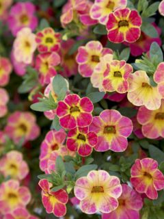 Calibrachoa Chamaeleon Sunshine Berry - Mini-pétunia