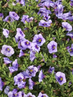 Mini pétunia 'Eyeconic Purple'
