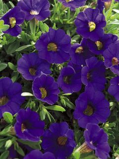 Pétunia Million Bells blue star
