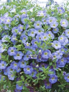 Pétunia Million Bells Chiffon Blue