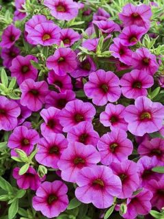 Pétunia Million Bells cosmos pink