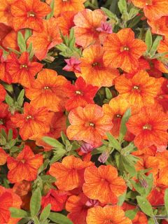 Pétunia Million Bells Cracking fire