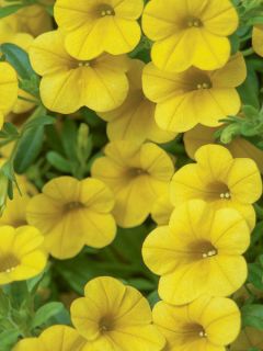 Pétunia Million Bells Lemon