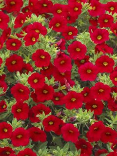 Pétunia Million Bells Red