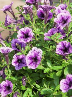 Pétunia Million Bells Rose Vein