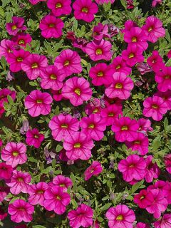Pétunia Million Bells Trailing Fuchsia