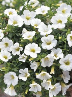 Pétunia Million Bells Trailing Ice