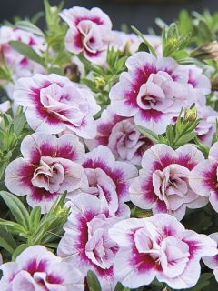 Calibrachoa MiniFamous Double Pinktastic - Mini-pétunia double.