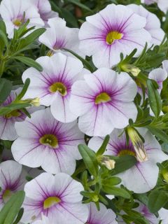 Calibrachoa Noa Almond Blossom 