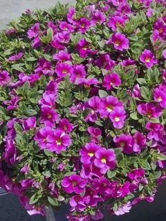 Calibrachoa Noa Bubblegum - Mini-pétunia