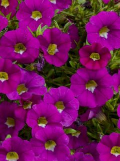 Mini pétunia 'Noa Dark Pink Carnival'