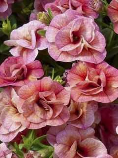Mini pétunia 'Noa Double Bronze'
