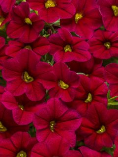 Mini pétunia 'Lia Dark Red'