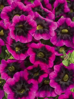 Mini pétunia 'Superbells Blackcurrant Punch'