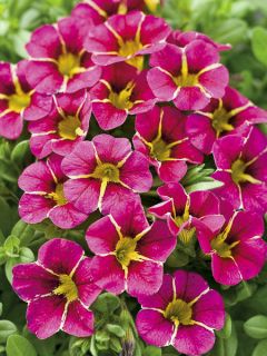 Calibrachoa Superbells Cherry Star