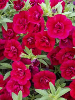 Calibrachoa Superbells Double Ruby