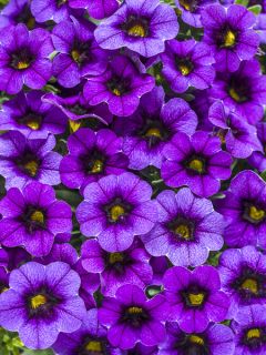 Calibrachoa Superbells Grape Punch - Mini-pétunia