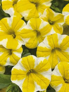 Calibrachoa Superbells Lemon Slice