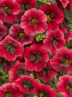 Calibrachoa Superbells Pomegranate Punch - Mini-pétunia