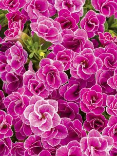 Mini pétunia 'Superbells Sweet Love'