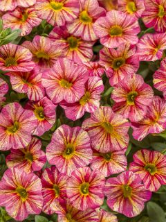 Calibrachoa Superbells Tropical Sunrise - Mini-pétunia