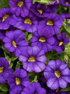 Mini pétunia 'Superbells Unique Blue Violet'