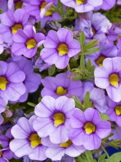 Mini pétunia 'Superbells Unique Lavender'