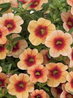 Mini pétunia 'Superbells Unique Mango Punch'