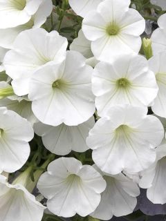 Calibrachoa Superbells Unique White - Mini-pétunia