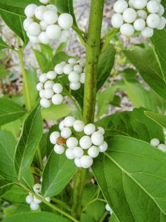 Arbuste aux bonbons d'Amérique 'Albibacca'