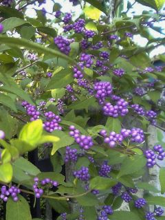 Callicarpa japonica - Arbuste aux bonbons du Japon