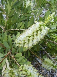 Callistemon citrinus Albus - Rince bouteille blanc