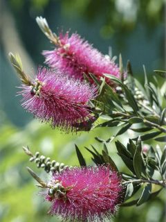 Callistemon citrinus Mauve Mist - Rince bouteille