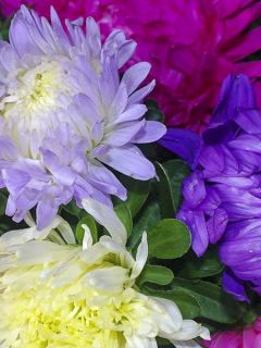 Reine Marguerite American Branching en mélange