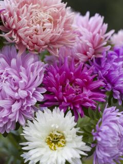 Graines de Reine-marguerite Duchesse en mélange