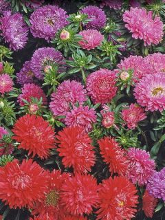 Reine-marguerite 'Kleurentapijt'