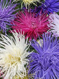 Aster Spider Chrysanthemum Mixed