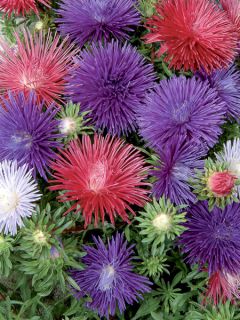 Aster Starlight Mixed 