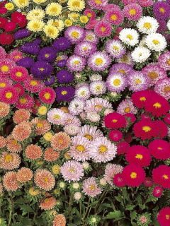 Reine-Marguerite Matsumoto mélange - Callistephus Mini-mottes
