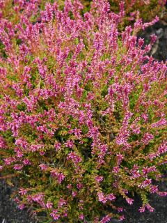 Bruyère d'été - Calluna vulgaris Bonita 