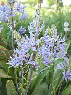 Camassia Cusickii