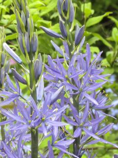 Camassia Zwanenburg Wisteria Blue