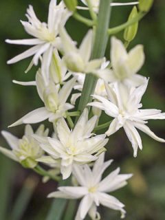 Camassia Leichtlinii Semiplena